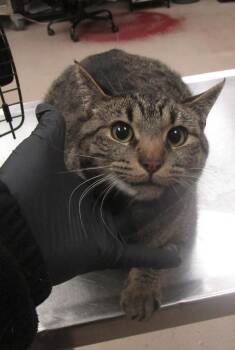 Domestic Short Hair Cats Available for Adoption in Marietta, Georgia - Toby(622) | PetCurious