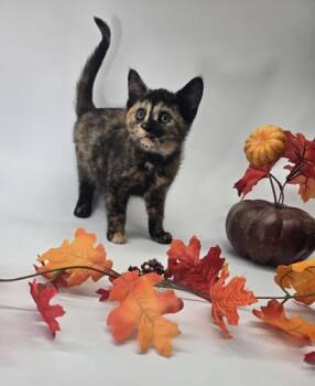 Rescue Domestic Short Hair Cats for Adoption in Morton Grove, Illinois - Latte | PetCurious