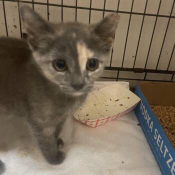 Ari -  Domestic Short Hair Cat for Adoption in Branson, Missouri - Ari | PetCurious