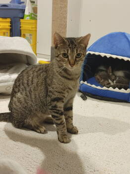 Rescue Domestic Short Hair Cats for Adoption in Walled Lake, Michigan - Lavendor | PetCurious