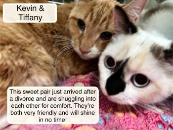 Domestic Short Hair Cats Available for Adoption in Ellicott City, Maryland - Tiffany 2 And Kevin | PetCurious