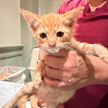 Ginger Snap -  Domestic Short Hair Cat for Adoption in Los Angeles, California - Ginger Snap | PetCurious