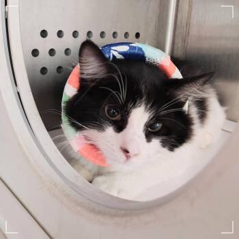 Rhys -  Domestic Long Hair Cat for Adoption in Dearborn, Michigan - Rhys | PetCurious