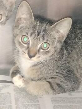 Rescue Domestic Short Hair Cats for Adoption in Jacksonville, Florida - TIGGERSOCKS | PetCurious