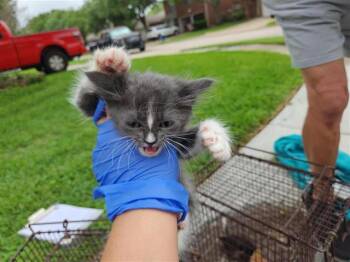 Domestic Short Hair Cats Available for Adoption in Houston, Texas - A654186 | PetCurious