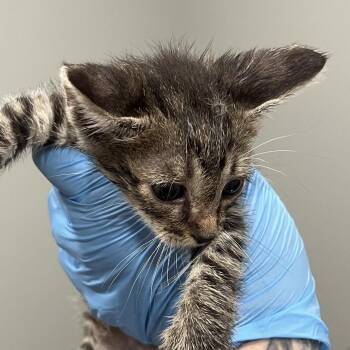 Edward -  Domestic Short Hair Cat for Adoption in Richmond Hill, Georgia - Edward | PetCurious