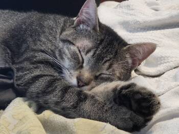Heidi -  Tabby Cat for Adoption in Melrose, Massachusetts - Heidi | PetCurious