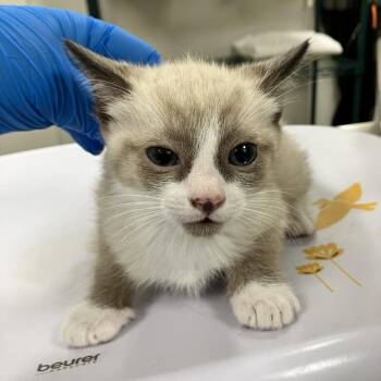 Geralt -  Domestic Short Hair Cat for Adoption in Las Cruces, New Mexico - Geralt | PetCurious