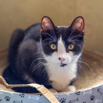Konecny (bonded with Crosby) -  Domestic Short Hair Cat for Adoption - Konecny (bonded With Crosby) | PetCurious