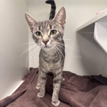 Mini -  Domestic Short Hair Cat for Adoption - Mini | PetCurious