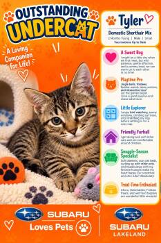 Tyler -  Domestic Short Hair Cat for Adoption in Winter Haven, Florida - Tyler | PetCurious
