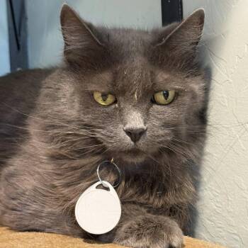 Toplina -  Domestic Medium Hair Cat for Adoption in Tucson, Arizona - Toplina | PetCurious