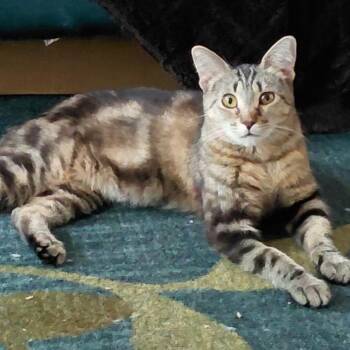 Daisy -  Domestic Short Hair Cat for Adoption in St. Peters, Missouri - Daisy | PetCurious