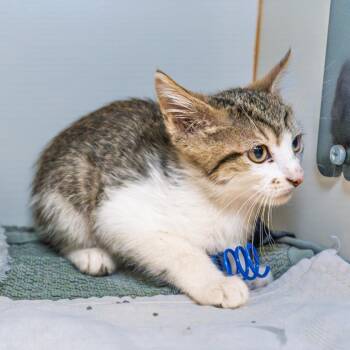 Pompom -  Domestic Short Hair Cat for Adoption in South Elgin, Illinois - Pompom | PetCurious