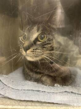 Domestic Short Hair Cats Available for Adoption in Kent, Washington - OMEY | PetCurious