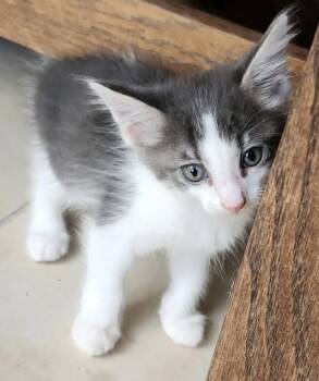 Finn -  Domestic Long Hair Cat for Adoption in Montgomery, Texas - Finn | PetCurious