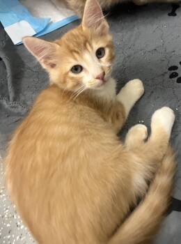 Rescue Domestic Short Hair Cats for Adoption in Nutley, New Jersey - O’Malley (Texas) | PetCurious