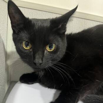 Domestic Short Hair Cats Available for Adoption - Maka | PetCurious