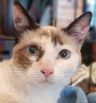 Rescue Siamese Cats for Adoption in Lee