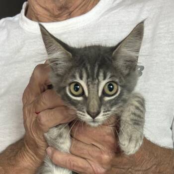 Rescue Tabby and Domestic Medium Hair Cats for Adoption in Napa, California - Pudge | PetCurious