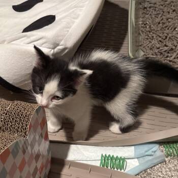 Cup Cake -  Domestic Short Hair Cat for Adoption in Overland Park, Kansas - Cup Cake | PetCurious