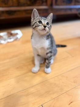 Tigre -  Domestic Short Hair Cat Available for Adoption in Oceanside, California - Tigre | PetCurious