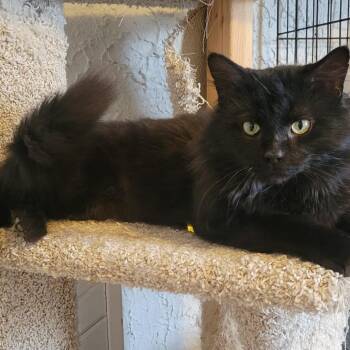 Domestic Medium Hair Cats Available for Adoption - Cliff | PetCurious
