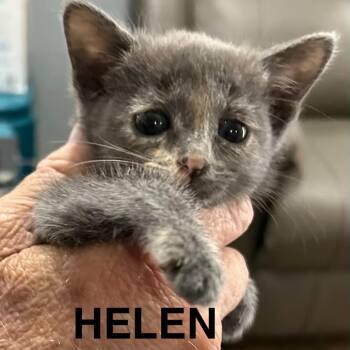 Helen -  Domestic Short Hair Cat for Adoption in South Elgin, Illinois - Helen | PetCurious