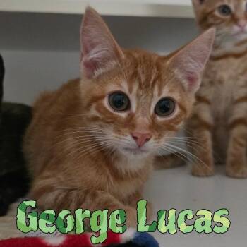 Rescue Domestic Short Hair Cats for Adoption in Hillsboro, Ohio - George Lucas | PetCurious