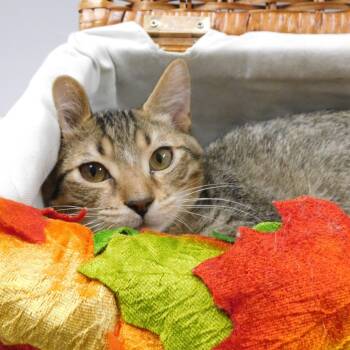 Rescue Domestic Short Hair Cats for Adoption in Canton, Illinois - Robin Hood | PetCurious