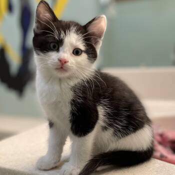 Rescue Domestic Short Hair Cats for Adoption in Columbus, Ohio - The Bambinos | PetCurious