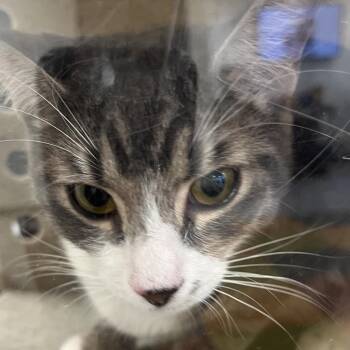 BiBi -  Domestic Short Hair Cat for Adoption in Philadelphia, Pennsylvania - BiBi | PetCurious