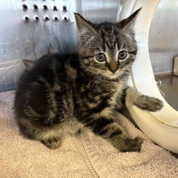 TONI -  Domestic Short Hair Cat for Adoption in Rancho Cucamonga, California - TONI | PetCurious