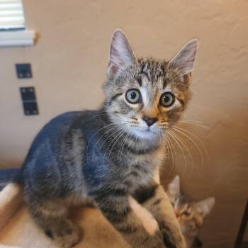 Rescue Domestic Short Hair Cats for Adoption in Springfield, Oregon - Pasha | PetCurious