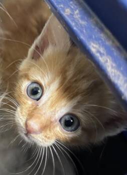 Cheddar 1308-26 -  Domestic Short Hair Cat for Adoption in Cumming, Georgia - Cheddar 1308-26 | PetCurious
