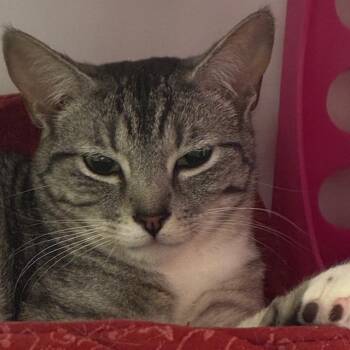 Domestic Short Hair Cats Available for Adoption in Santa Fe, New Mexico - Miss Candy [and Mister Andy] | PetCurious