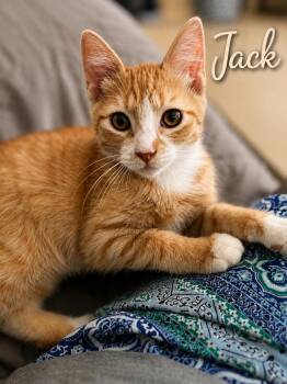 Jack (FCID# 07/13/2026 - 27) C -  Tabby Cat for Adoption in Greenville, Delaware - Jack (FCID# 07/13/2026 - 27) C | PetCurious