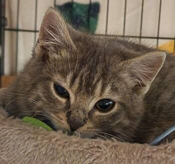 Zephyr -  Domestic Short Hair Cat for Adoption in Delran, New Jersey - Zephyr | PetCurious