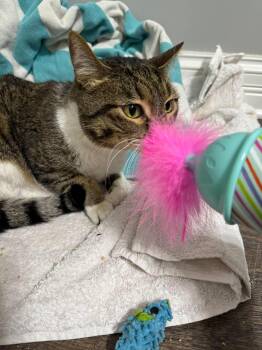 Domestic Short Hair Cats Available for Adoption in Corydon, Indiana - Bitsy | PetCurious