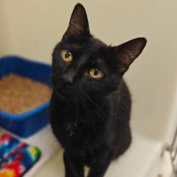 Clara -  Domestic Short Hair Cat Available for Adoption in Cumming, Georgia - Clara | PetCurious