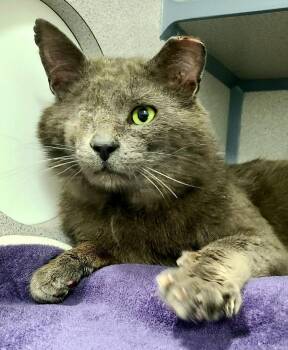 Odin -  Domestic Short Hair Cat for Adoption in Kirkland, Washington - Odin | PetCurious