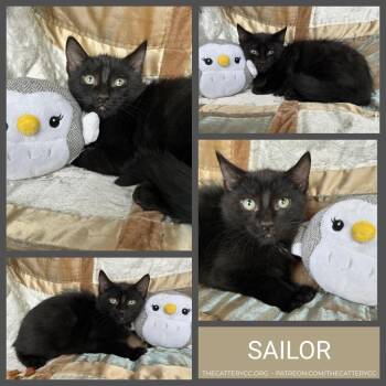 Domestic Short Hair Cats Available for Adoption - Sailor | PetCurious
