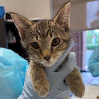 Dr. Phil -  Domestic Short Hair Cat for Adoption in Nashville, Tennessee - Dr. Phil | PetCurious