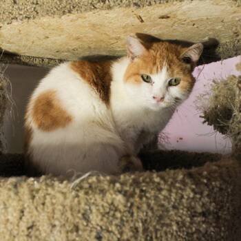 Sashay -  Domestic Medium Hair Cat for Adoption in Billings, Montana - Sashay | PetCurious