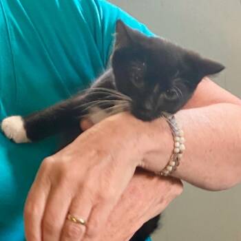 Rescue Domestic Short Hair Cats for Adoption in Westport, Connecticut - Ruby (M) (Monroe ACO Kitten 1) | PetCurious