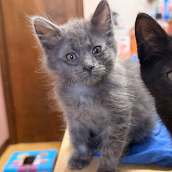 Rescue Domestic Long Hair Cats for Adoption in Grand Rapids, Michigan - Moped | PetCurious