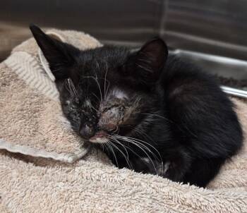 Kd-10 Curry -  Domestic Short Hair Cat for Adoption in Lawrenceville, Georgia - Kd-10 Curry | PetCurious