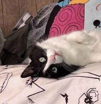 Knox -  Domestic Long Hair Cat for Adoption in Boone, Colorado - Knox | PetCurious
