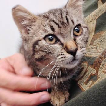Bobbi -  Domestic Short Hair Cat for Adoption in Belfair, Washington - Bobbi | PetCurious
