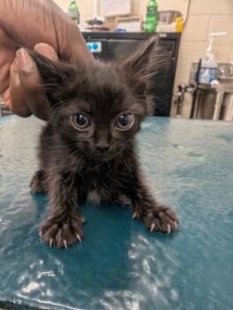 Sienna -  Domestic Short Hair Cat for Adoption in Mobile, Alabama - Sienna | PetCurious